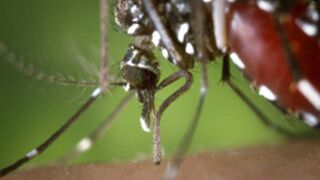 Tigermückenbekämpfung: Wasseransammlungen vermeiden!