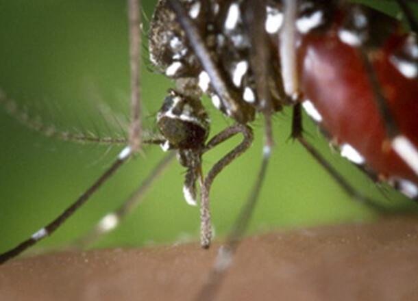 Zanzara tigre: evitare i ristagni d’acqua!
